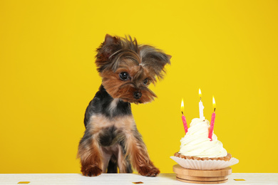 Cute Yorkshire terrier dog with birthday cupcake at table against yellow background