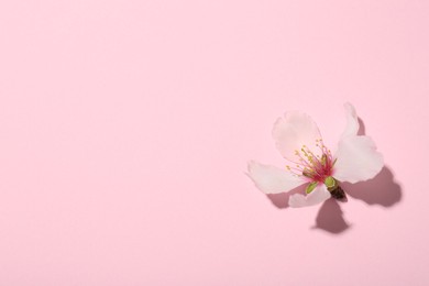 Photo of One beautiful spring blossom on pink background, top view. Space for text