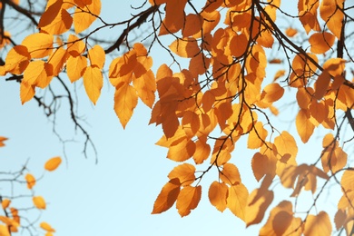 Twigs with sunlit golden leaves on autumn day, outdoors