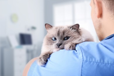 Image of Veterinarian holding cat in clinic, closeup view