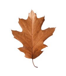 Photo of Autumn season. One dry brown leaf isolated on white