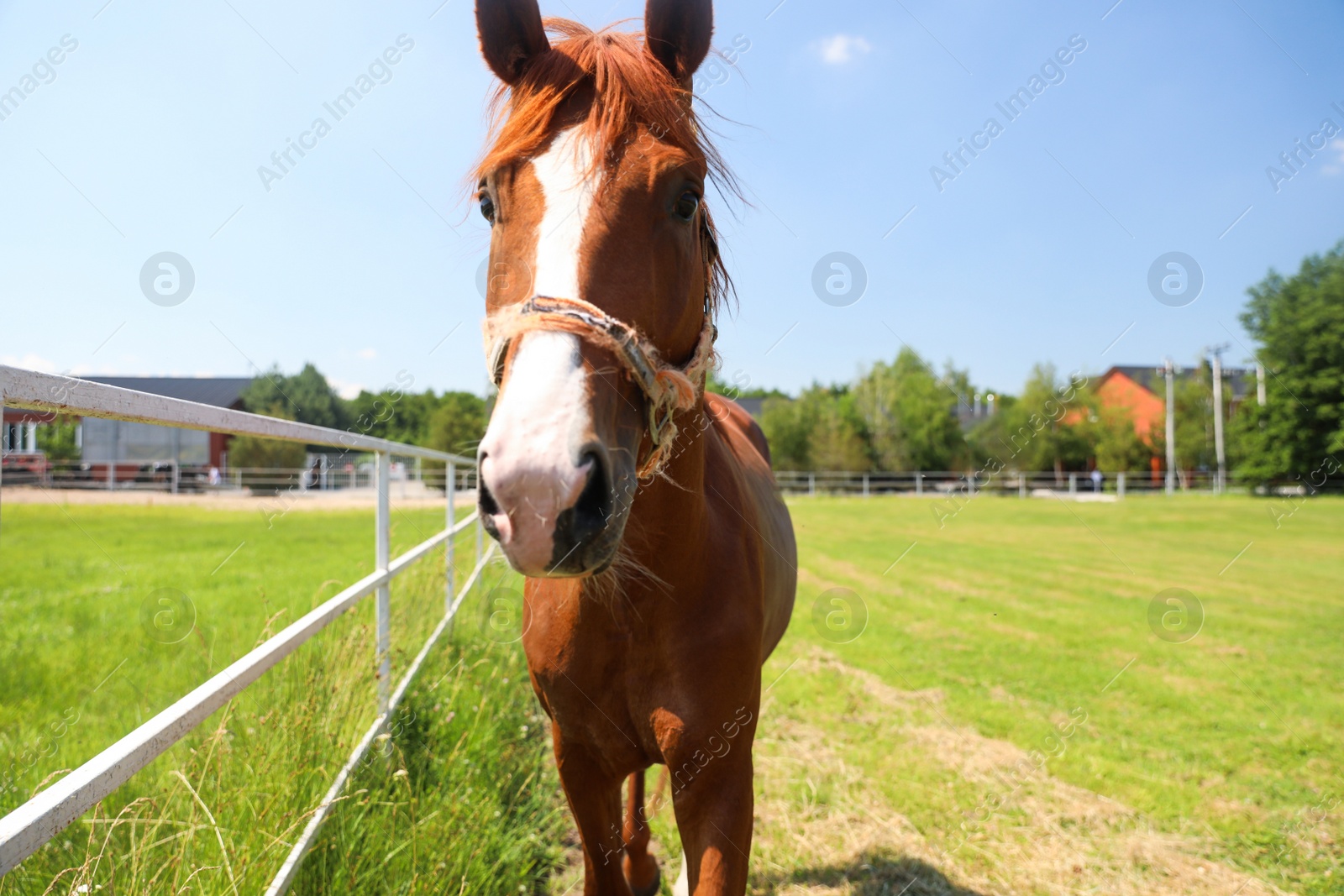 Photo of Chestnut horse in paddock on sunny day. Beautiful pet