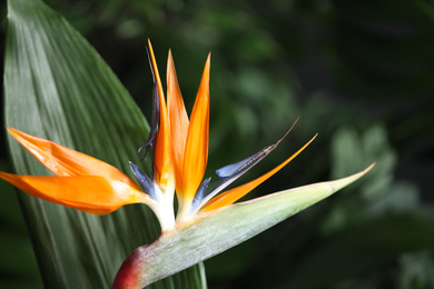 Photo of Bird of Paradise tropical flower on blurred background, closeup