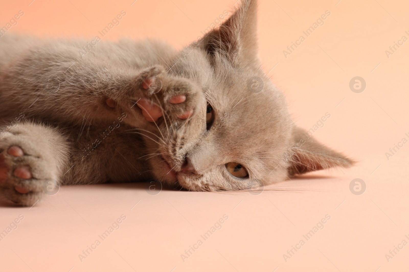 Photo of Scottish straight baby cat on pale pink background, closeup