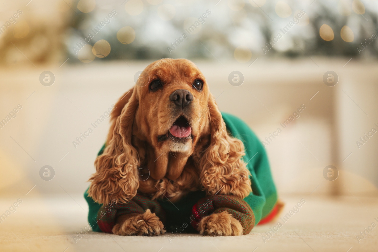 Photo of Adorable Cocker Spaniel in Christmas sweater on blurred background
