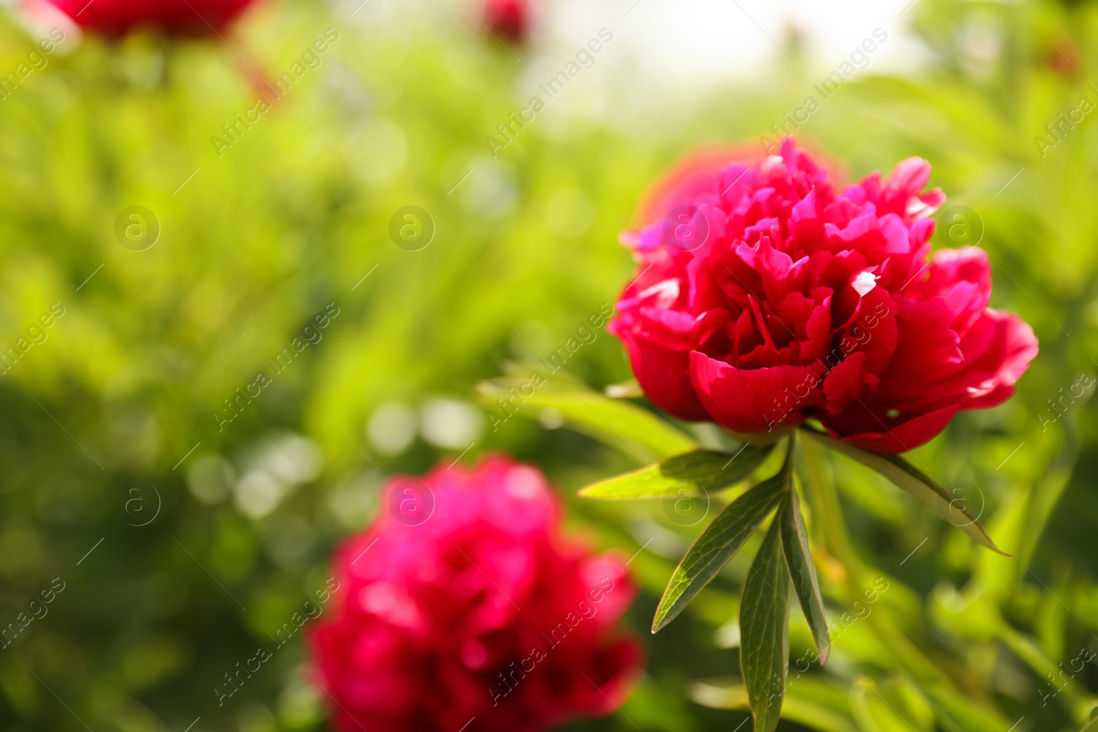 Photo of Beautiful red peony outdoors on spring day, closeup