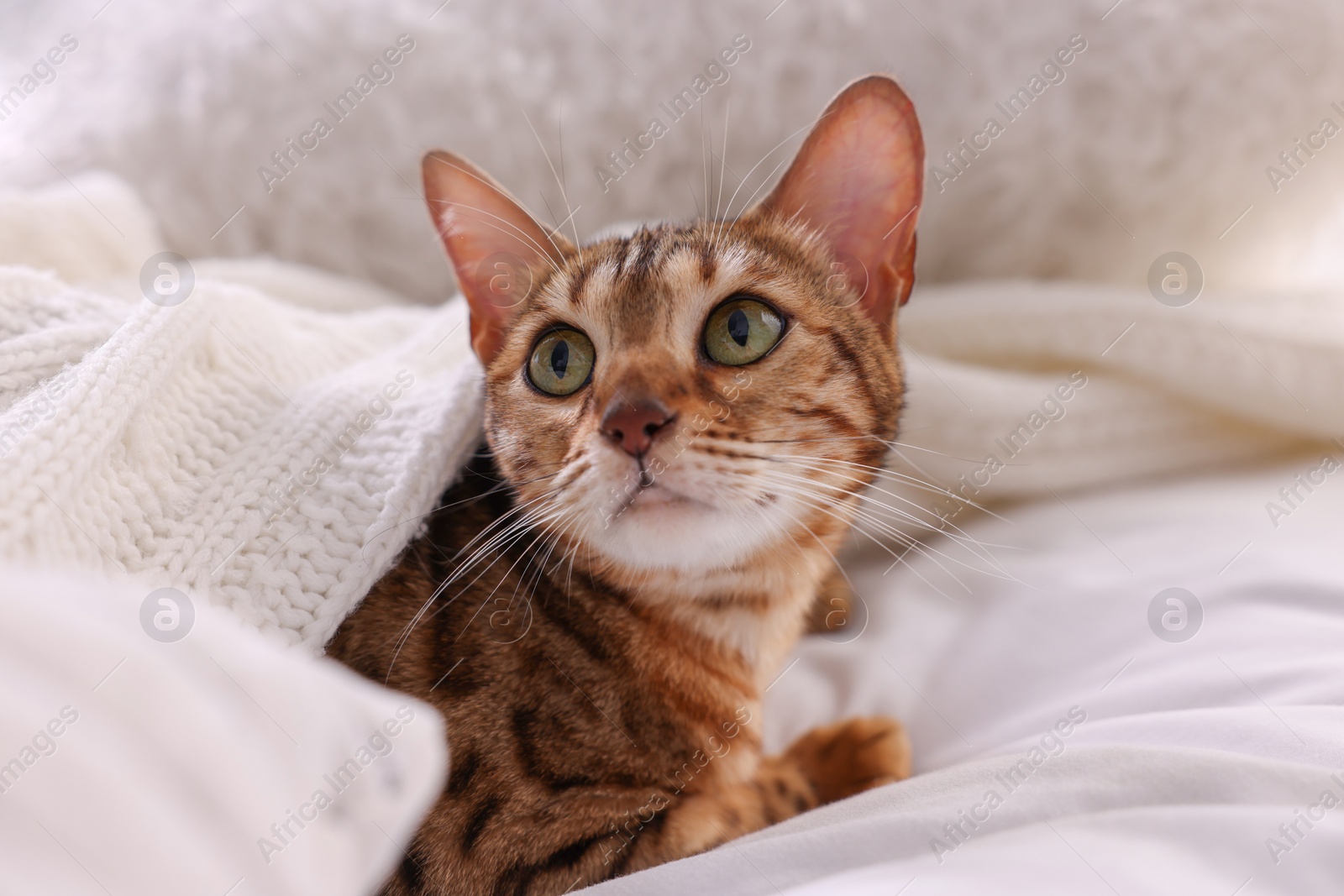 Photo of Cute Bengal cat lying on bed at home, closeup. Adorable pet
