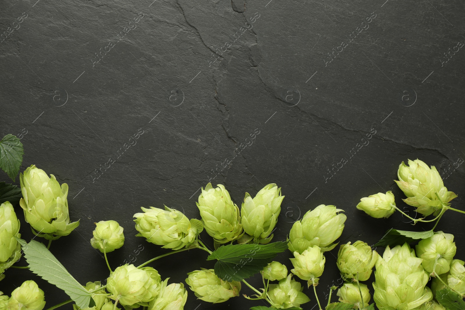 Photo of Fresh green hops and leaves on black table, flat lay. Space for text