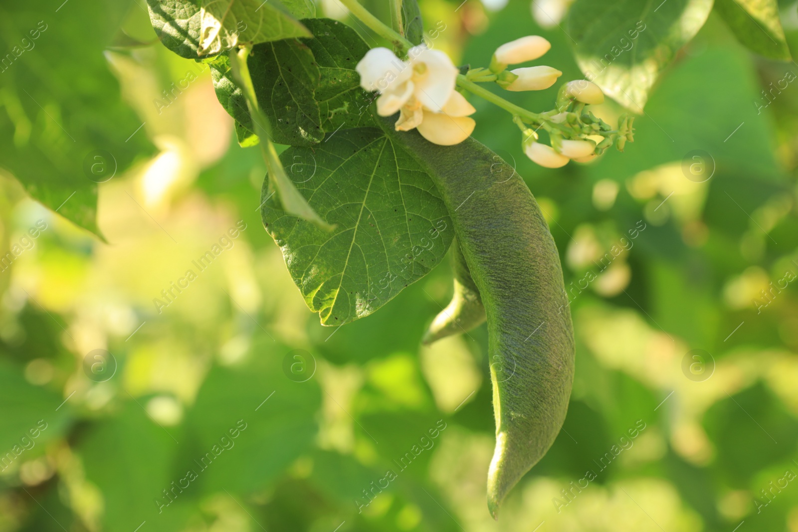 Photo of Fresh green beans growing outdoors on sunny day, closeup