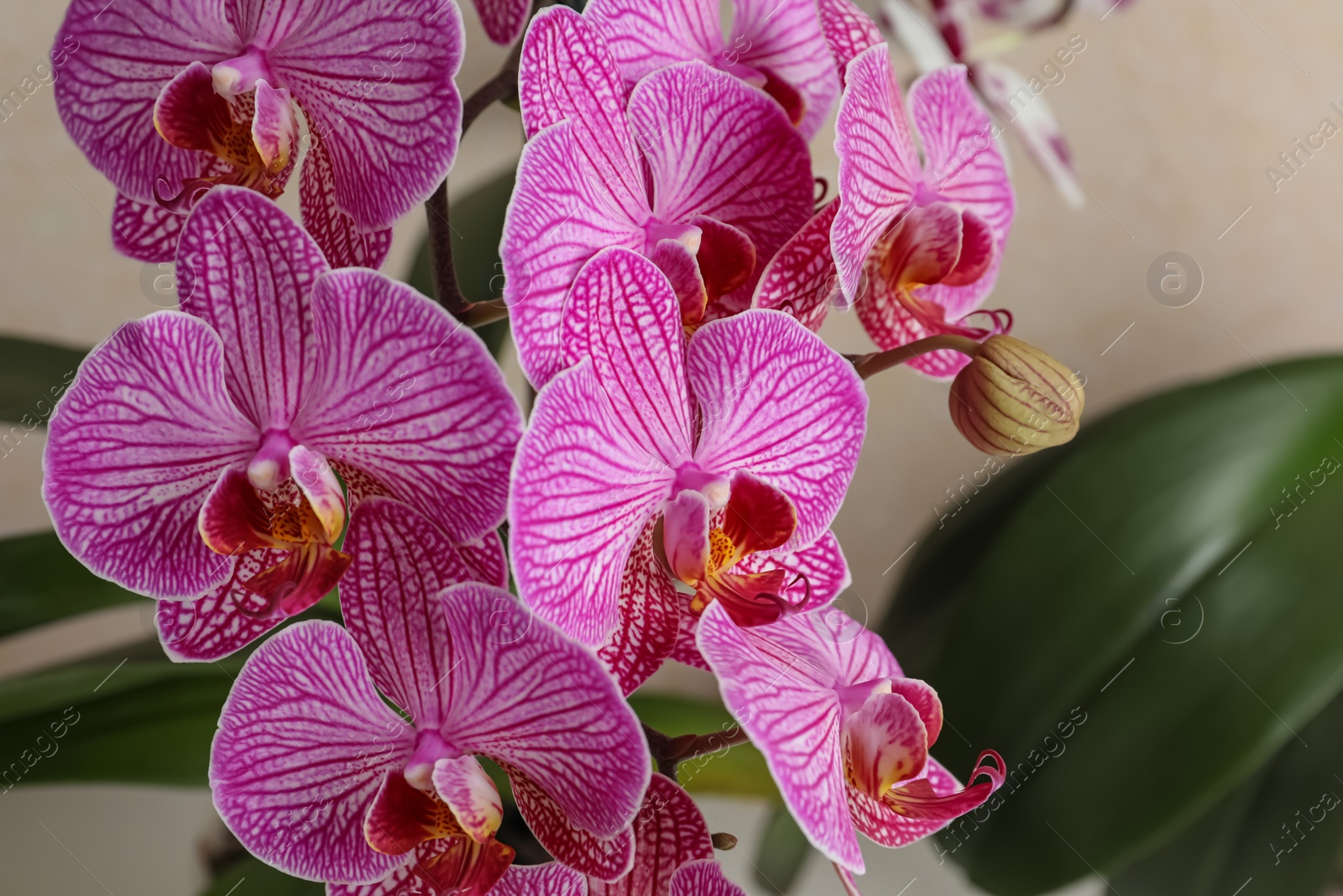 Photo of Beautiful pink orchid flower on beige background, closeup