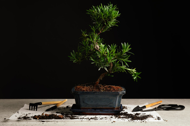 Japanese bonsai plant and gardening tools on light table. Creating zen atmosphere at home