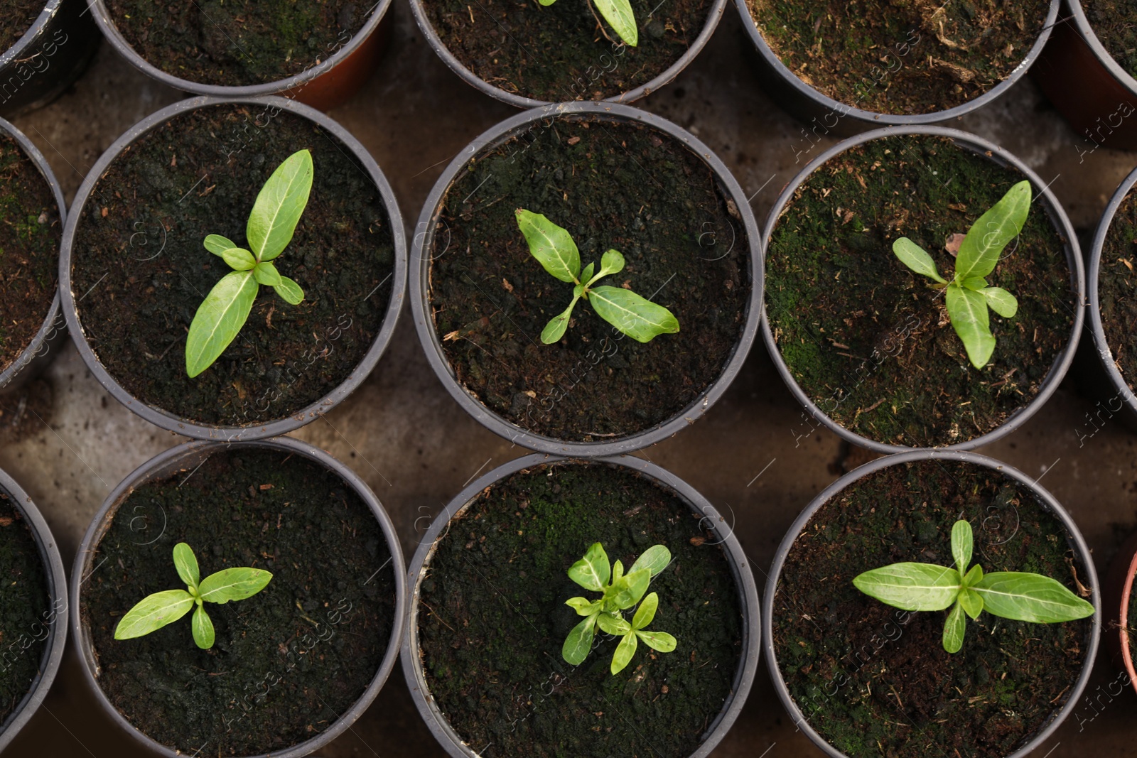 Photo of Many fresh green seedlings growing in pots with soil, top view