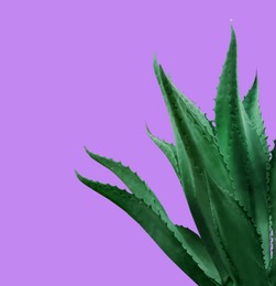 Beautiful green agave plant on dark violet background