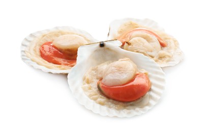 Fresh raw scallops in shells isolated on white