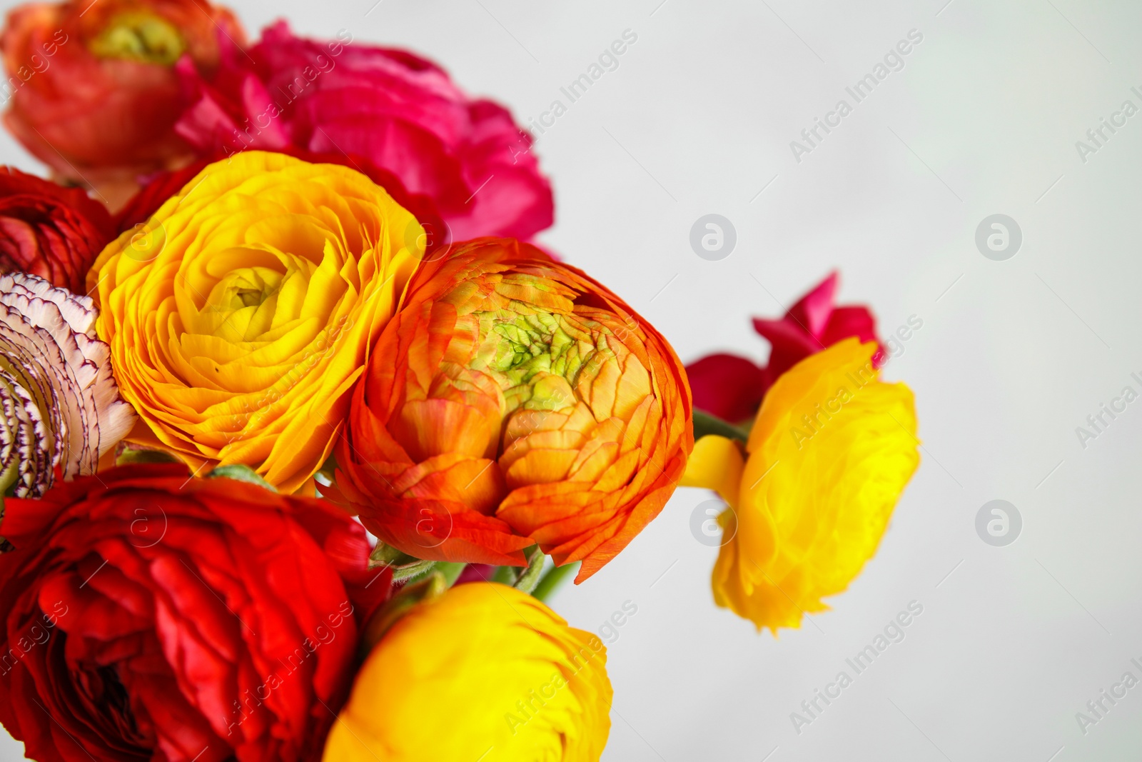 Photo of Bouquet of beautiful bright ranunculus flowers on light background, closeup