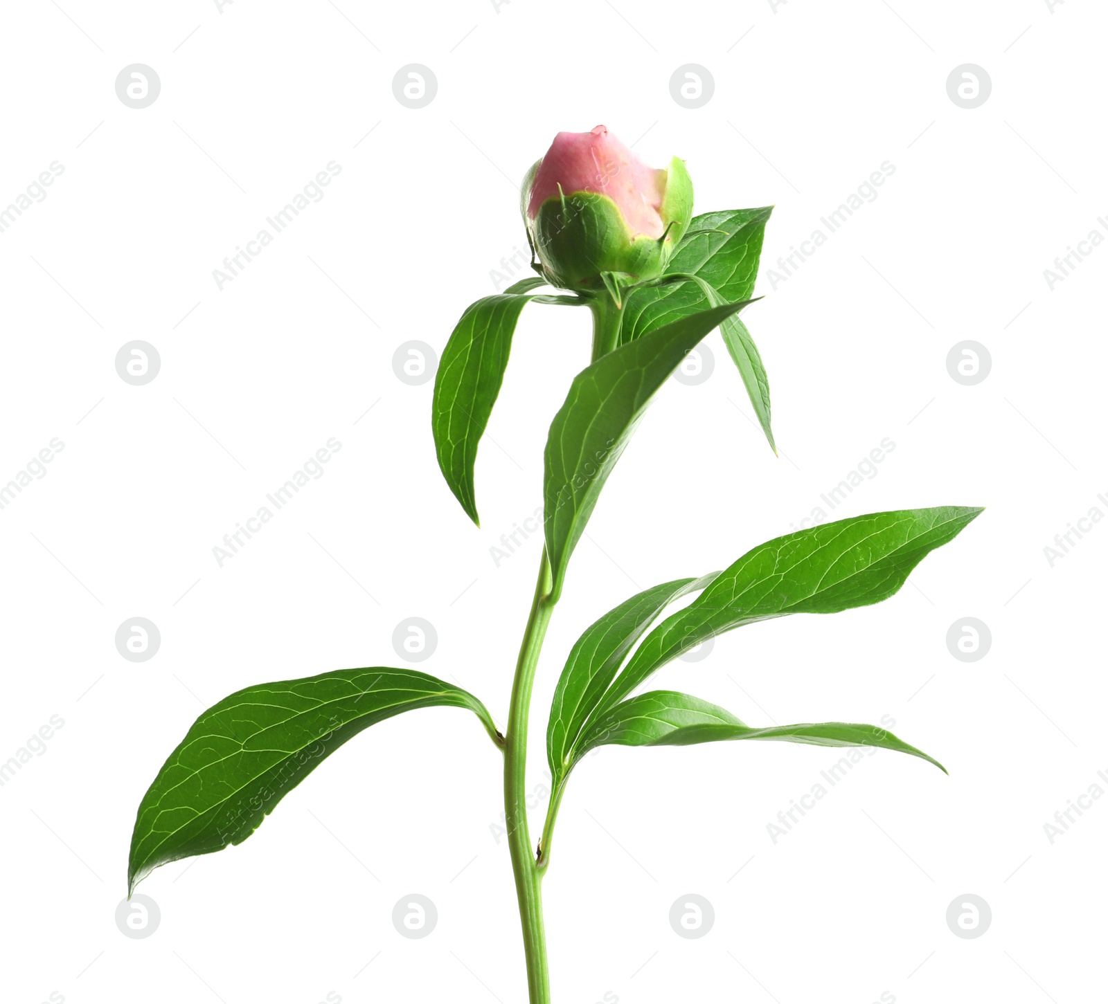 Photo of Beautiful bud of peony flower on white background