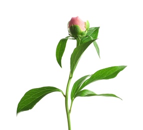 Photo of Beautiful bud of peony flower on white background