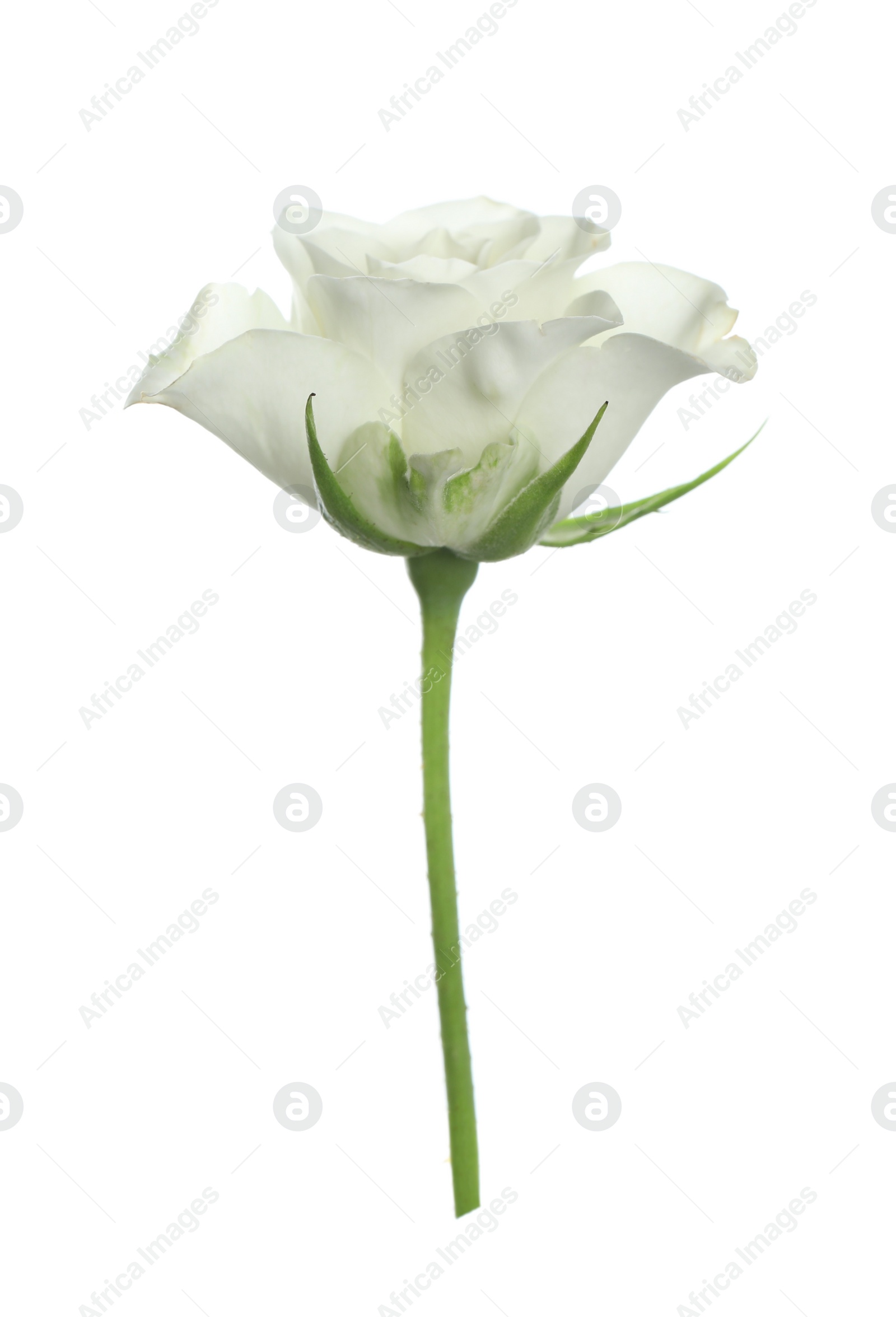 Photo of Beautiful rose with tender petals isolated on white