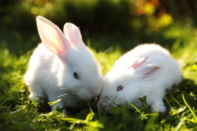 Photo of Cute white rabbits on green grass outdoors