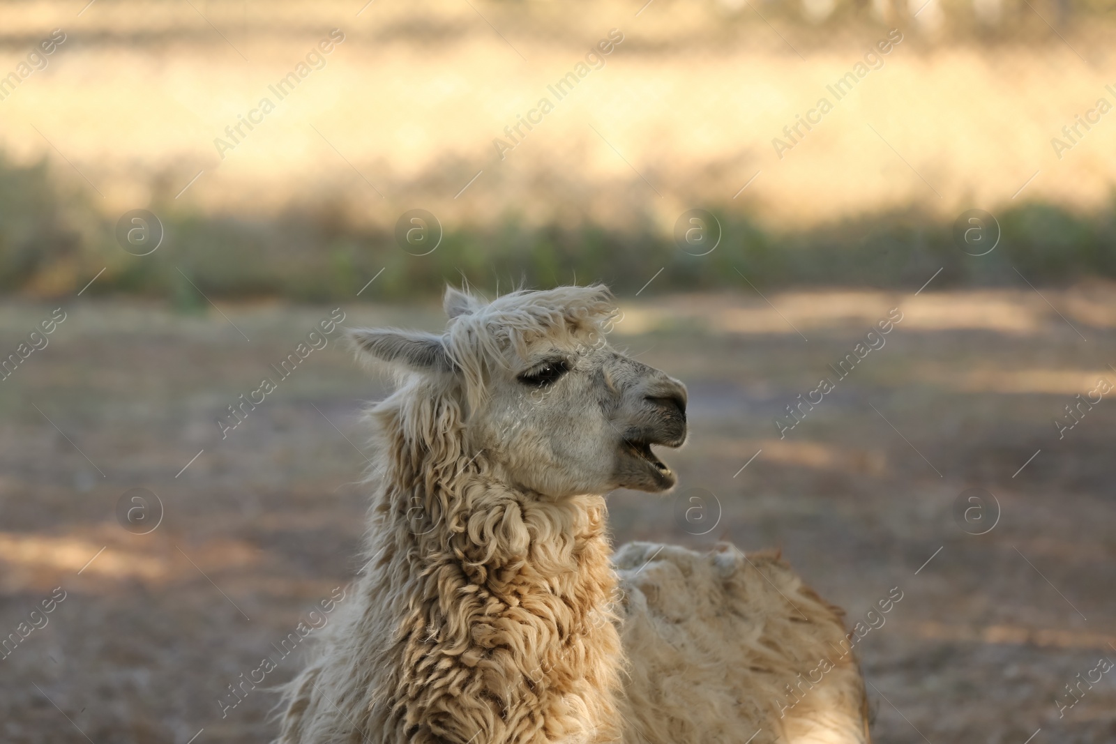 Photo of One cute lama in nature reserve on sunny day