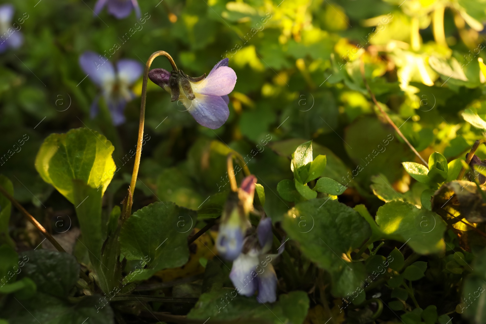 Photo of Beautiful wild violets blooming in forest, space for text. Spring flowers