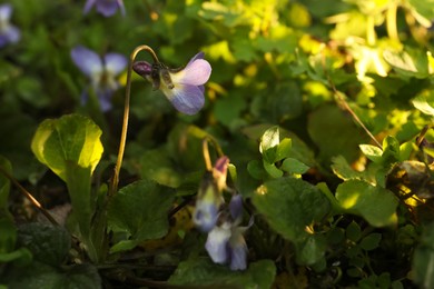 Beautiful wild violets blooming in forest, space for text. Spring flowers