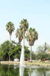 Tropical palms with beautiful green leaves near lake in park