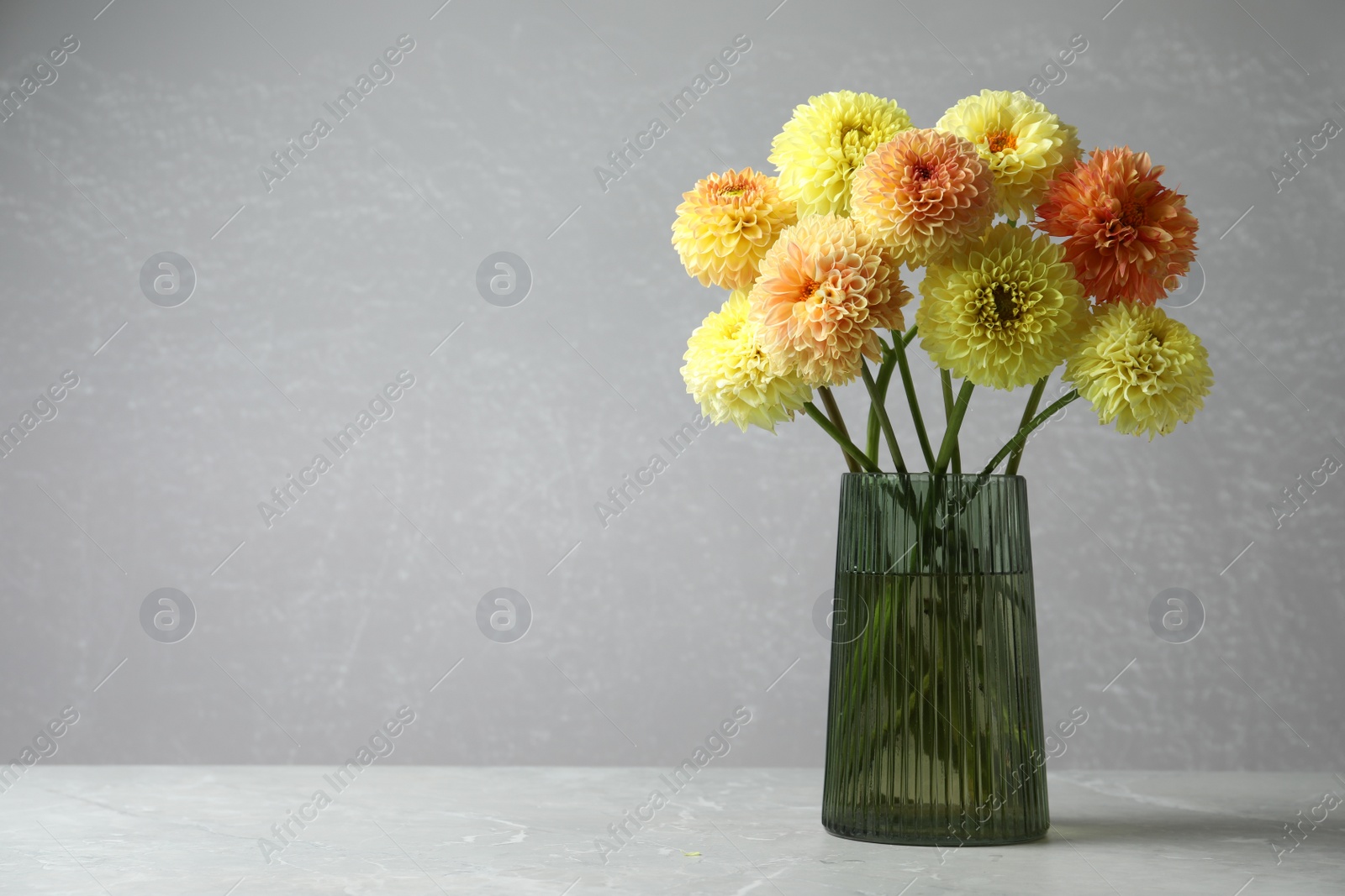 Photo of Beautiful yellow dahlia flowers in vase on table against grey background. Space for text