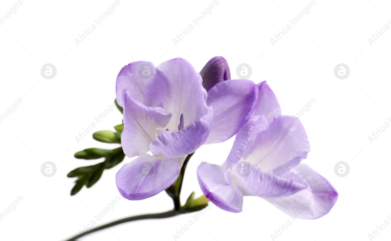 Photo of Beautiful violet freesia flower isolated on white