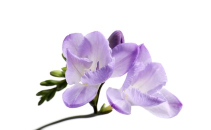 Photo of Beautiful violet freesia flower isolated on white