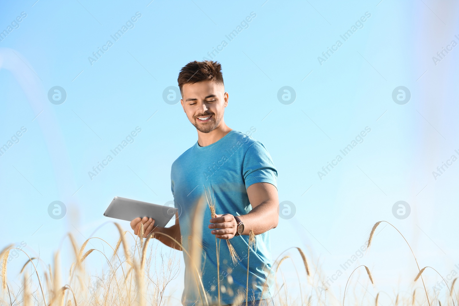 Photo of Agronomist with tablet in wheat field. Cereal grain crop