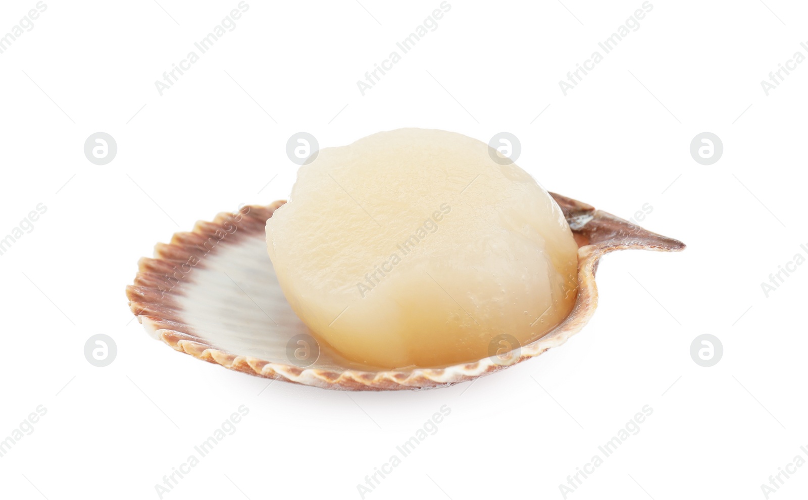 Photo of Fresh raw scallop in shell isolated on white