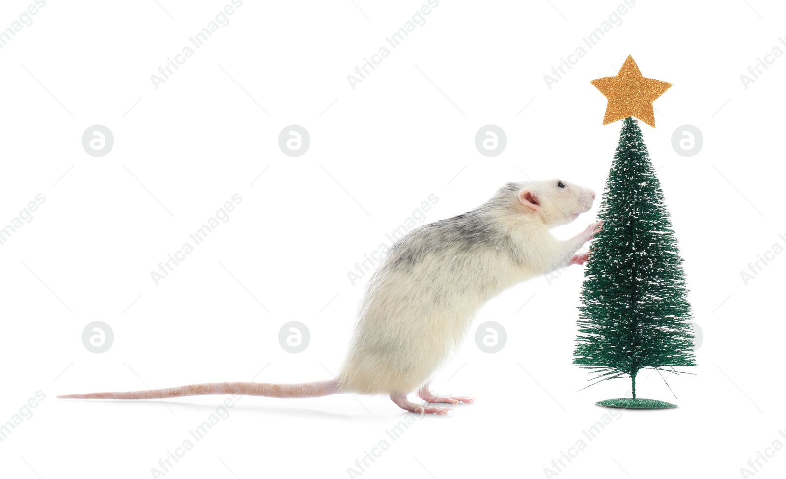 Photo of Cute little rat near decorative Christmas tree on white background. Chinese New Year symbol