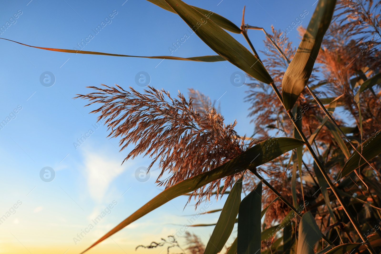 Photo of Beautiful reed plants against blue sky, closeup