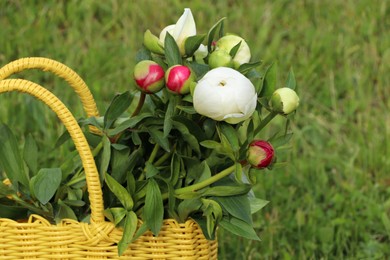 Photo of Many beautiful peony buds in yellow wicker bag on green grass outdoors, closeup