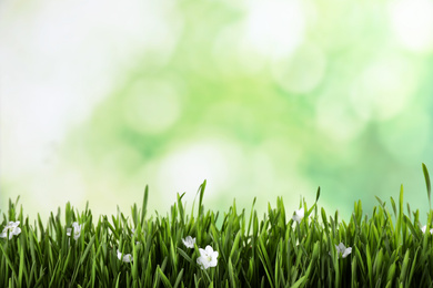 Photo of Fresh green grass and white flowers on blurred background, space for text. Spring season