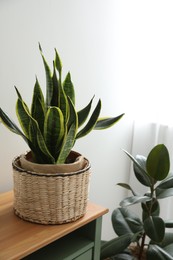 Different tropical plants near white wall in room