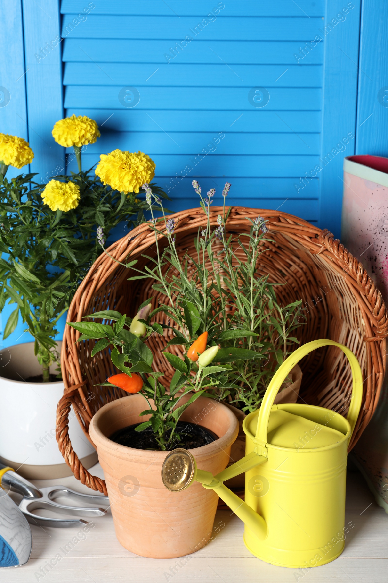 Photo of Beautiful plants and gardening tools on white wooden table near light blue wall