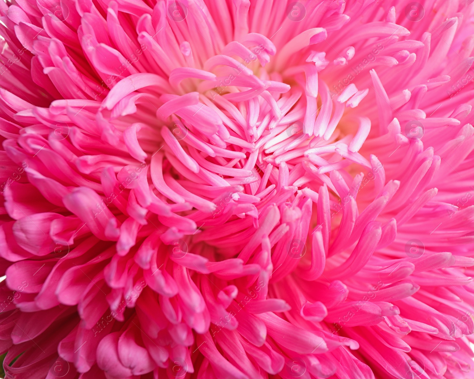 Photo of Beautiful pink aster flower on white background, closeup