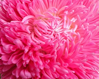 Photo of Beautiful pink aster flower on white background, closeup