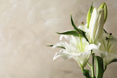 Photo of Beautiful lilies on light brown background, space for text