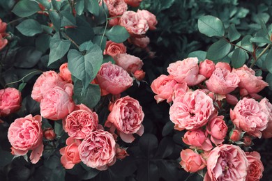 Image of Beautiful blooming pink roses on bush outdoors