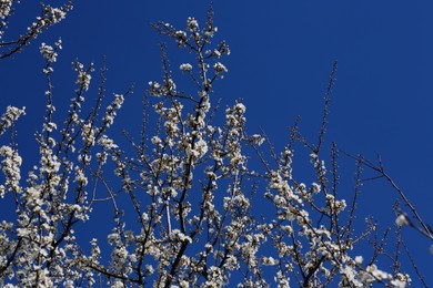 Beautiful cherry tree with white blossoms against blue sky, low angle view