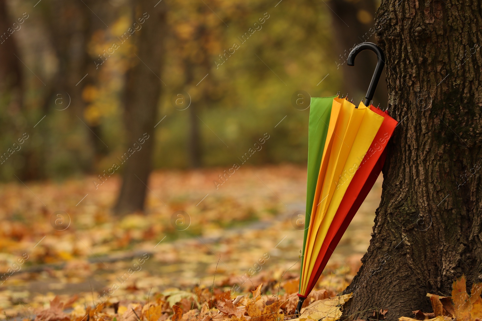 Photo of Closed rainbow umbrella near tree in autumn park, space for text