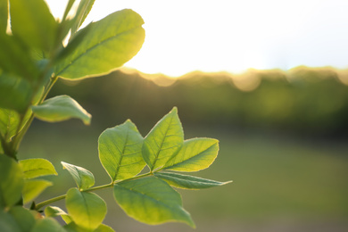 Photo of Closeup view of tree with young fresh green leaves outdoors on spring day