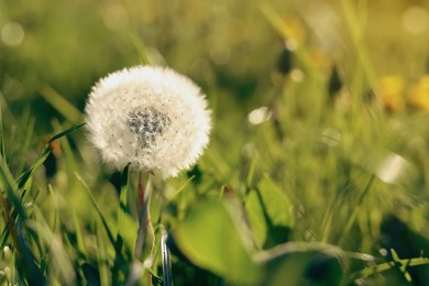 Beautiful fluffy dandelion in bright green grass on sunny day, closeup. Space for text