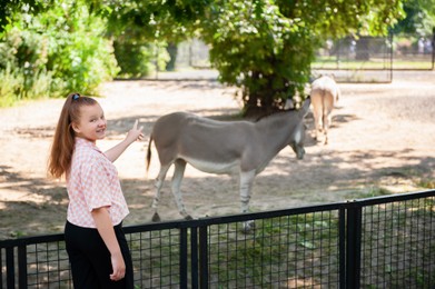 Photo of Cute girl watching wild asses in zoo