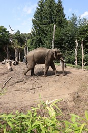 Photo of Adorable big elephant walking in zoological garden