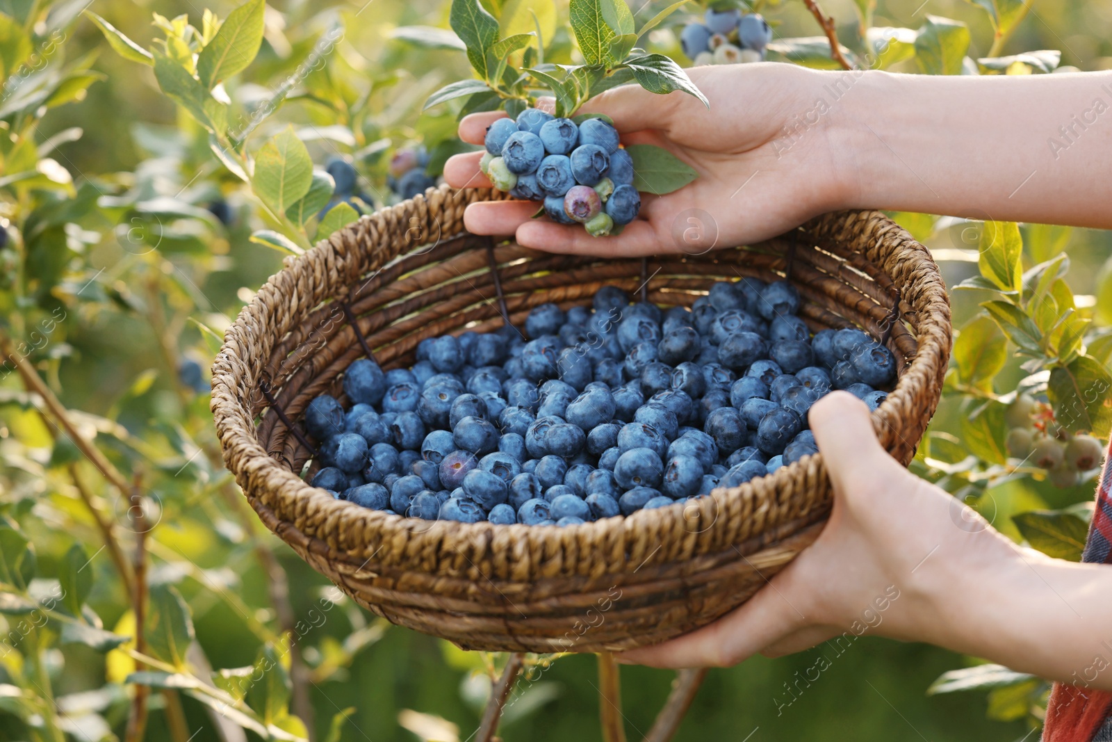 Photo of Woman with wicker basket picking up wild blueberries outdoors, closeup. Seasonal berries