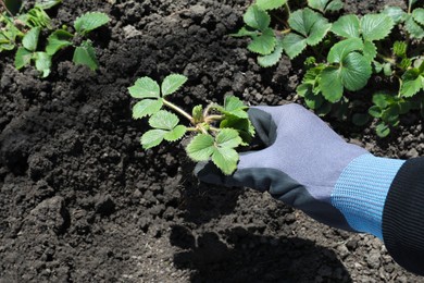 Photo of Gardener planting strawberry in garden on spring day, closeup